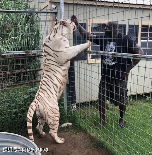 这只老虎从小被奥尼尔抱在手上像一只温顺的小猫咪,但是后面逐渐长大