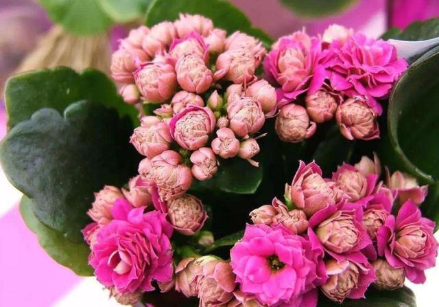 几月份嫁接长寿花最好 af973a4ae2a6454e9db3f40057b9379e.jpeg