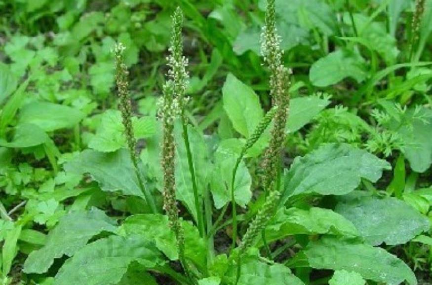 农村常见的这种"野草",人称"蛤蟆叶",价值很高,见到珍惜