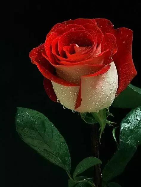今日母亲节,最美玫瑰花送给全天下母亲,祝母亲永远年轻,幸福平安
