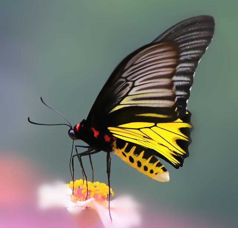 伪装,有毒,食腐:雨林中的蝴蝶很美,但并不是都温柔