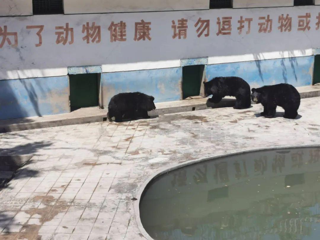 喜添新丁攀枝花公园动物园迎来5只超萌的黑熊宝宝