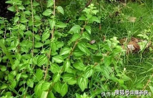 这植物根酷似人参,俗称糯米草,是一种天然消食药,市场