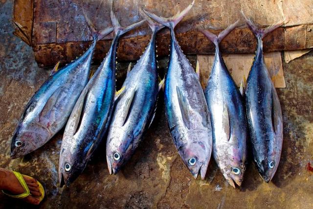 金枪鱼的种类繁多,其中大眼金枪鱼和白金枪鱼就不适合给宝宝吃.