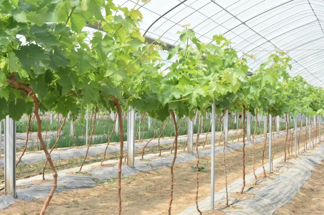 2018年打造的葡萄大棚为范庄村的"果树进村"工作提供了新尝试.