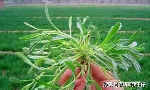 生长在麦田里的野草,是一种好的药草,遇见可以采摘回家