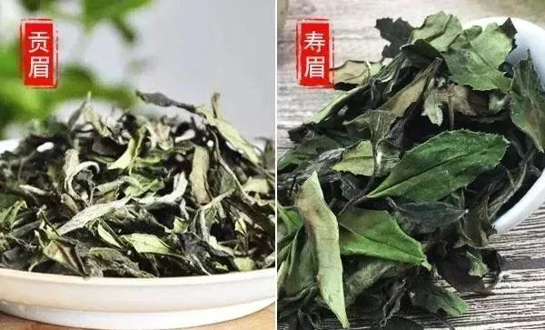 寿眉与贡眉是什么关系梁溪茗鉴