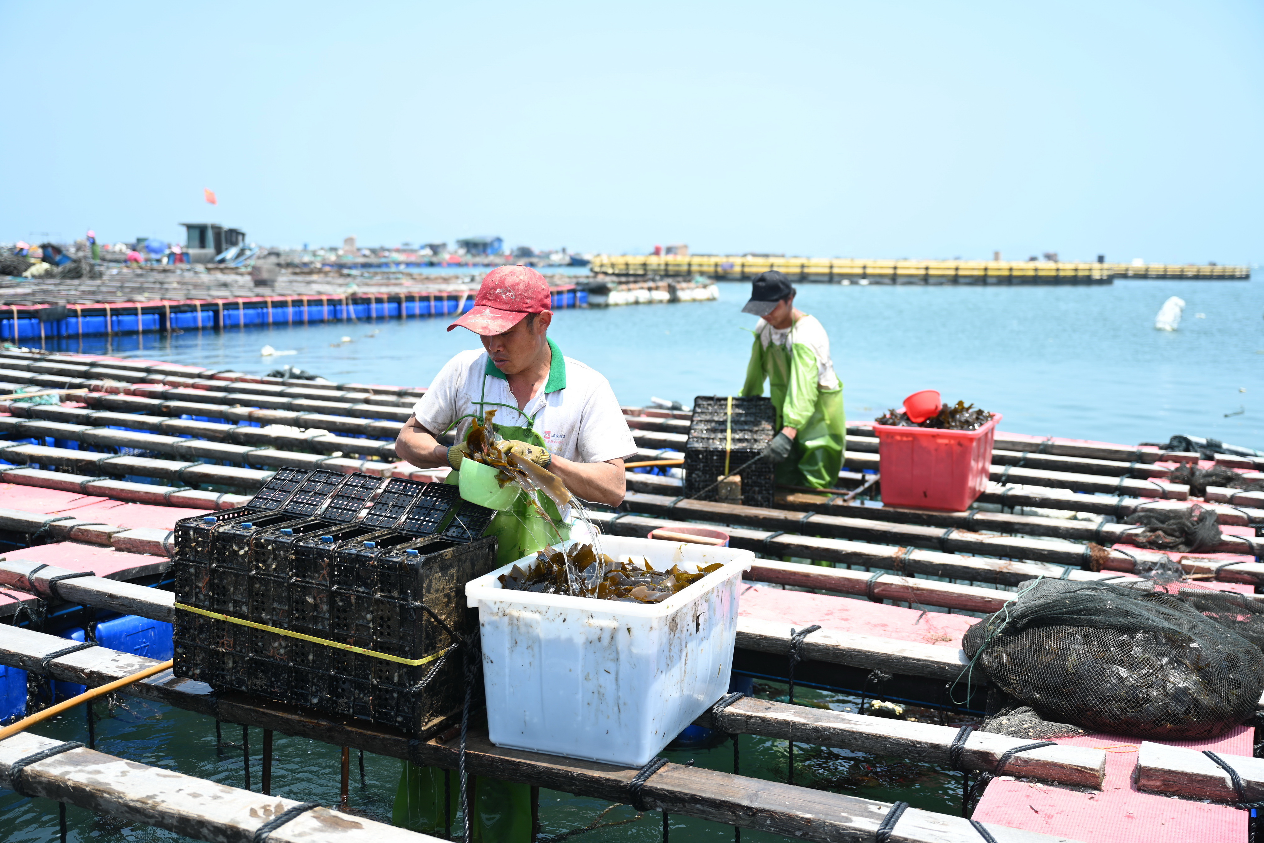 福建连江出台措施促进鲍鱼产业转型升级