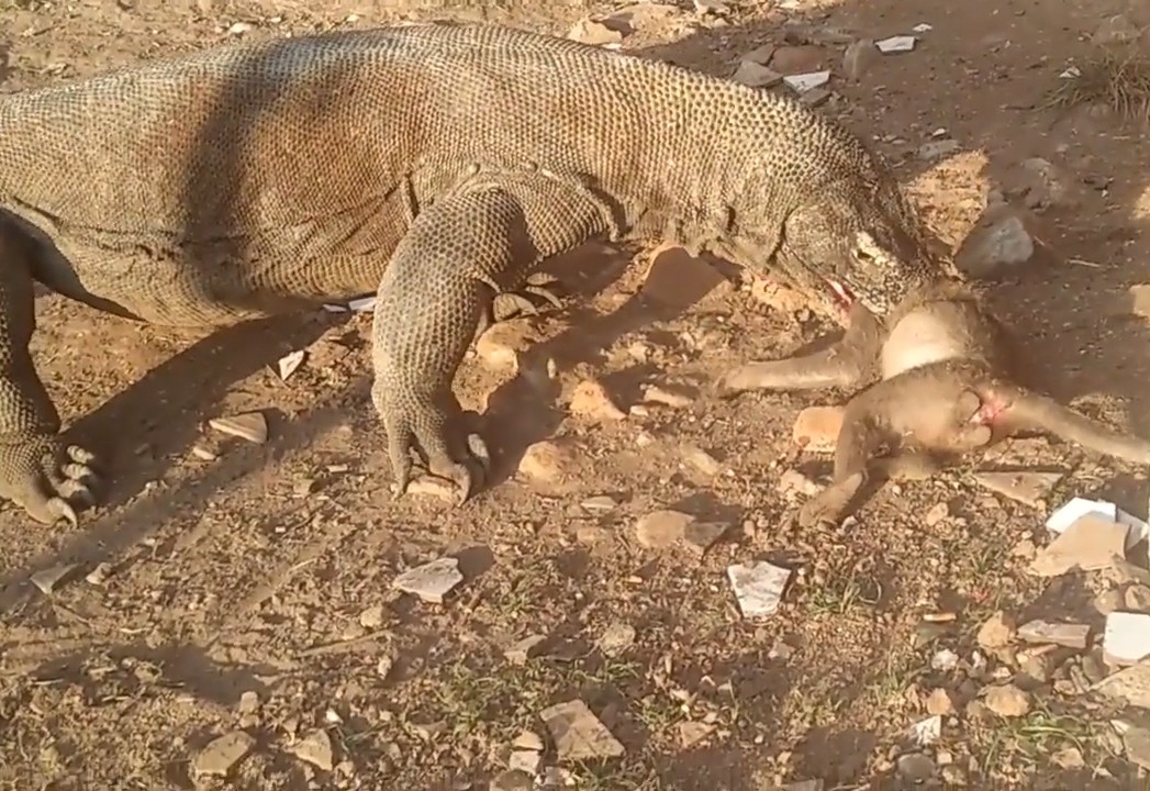 高清实拍,科莫多巨蜥捕食小猴子!