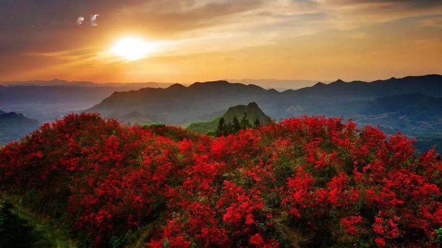 满山遍野映山红花开成海再见牛角山再见牛角山杜鹃花