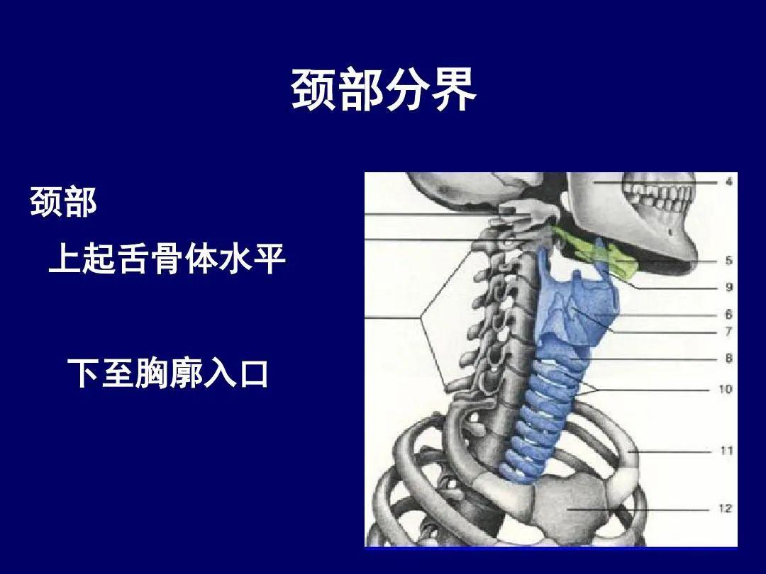 影像解剖 | 颈部影像解剖