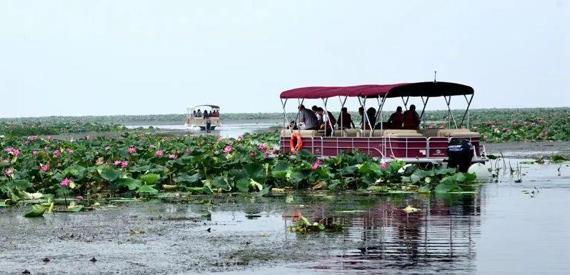 走,天门自驾游大湖,看花海去!_洪湖