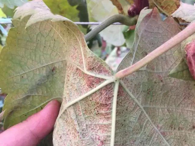 葡萄上的五大害螨各个难缠