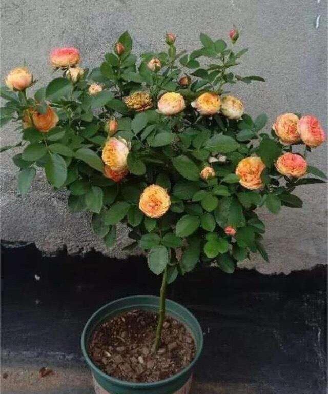 月季花什么时候修剪最适合 f5e5a82af7d24d6c873e1663f583f754.jpeg