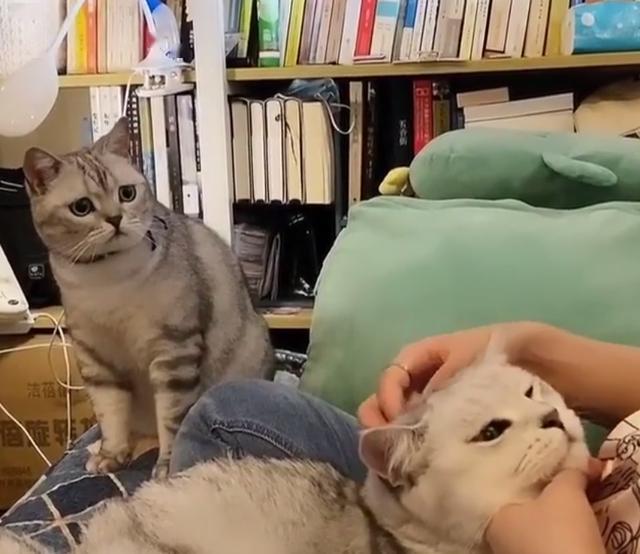 你怎么可以摸别的猫!猫咪一脸委屈巴巴,感觉都要哭了
