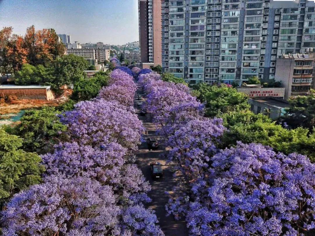 在昆明教场中路蓝花楹大道,不仅有美丽的蓝花楹景观,以蓝花楹,幸福号