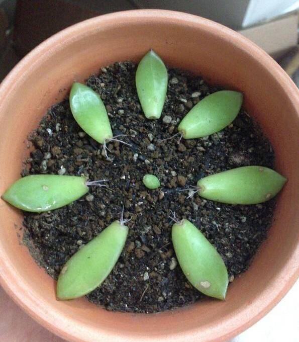 多肉怎么叶片扦插 fd50a53244c849a48b0206a25191fdf0.jpeg