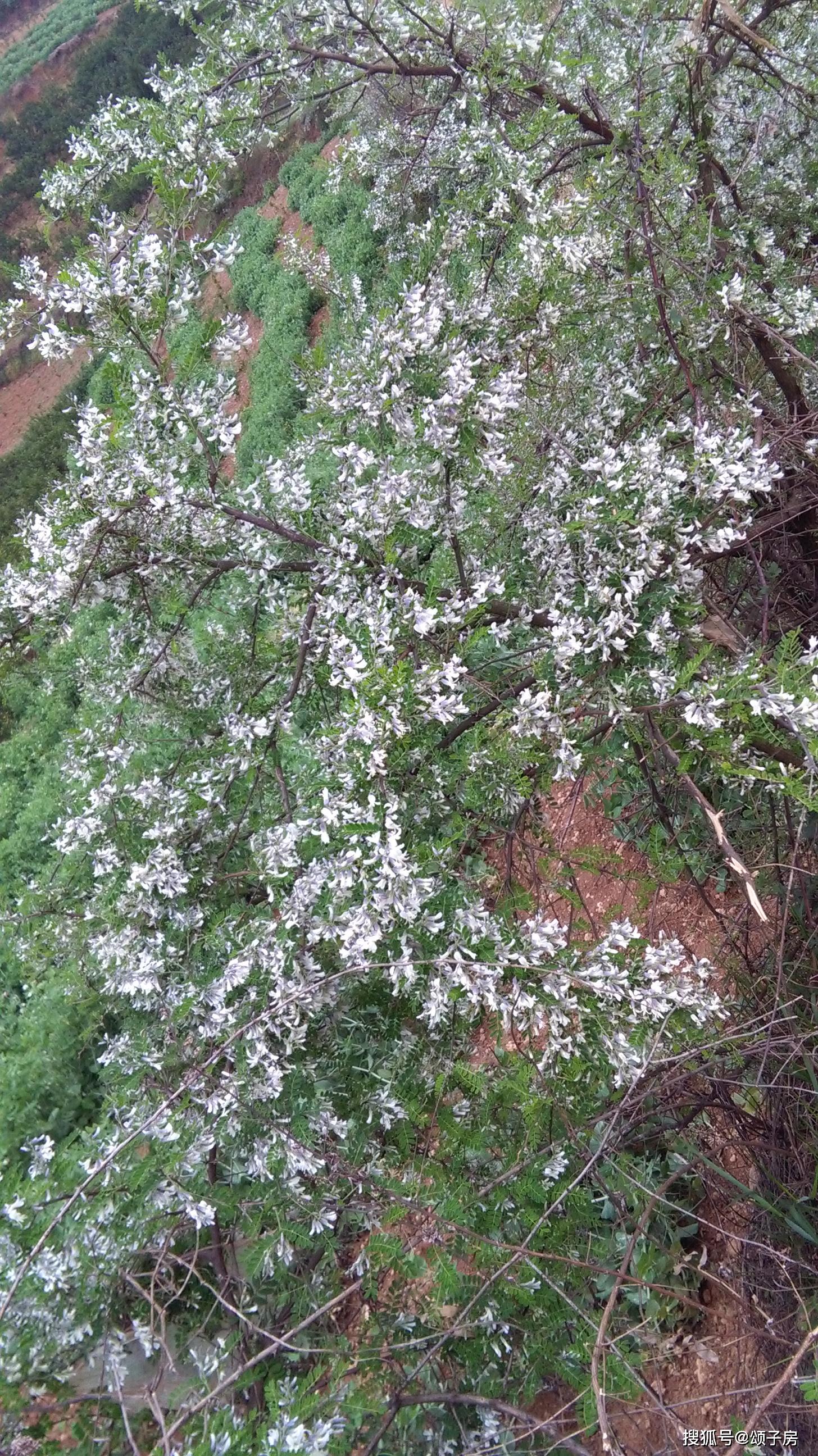 中药材蜜源植物-刺花