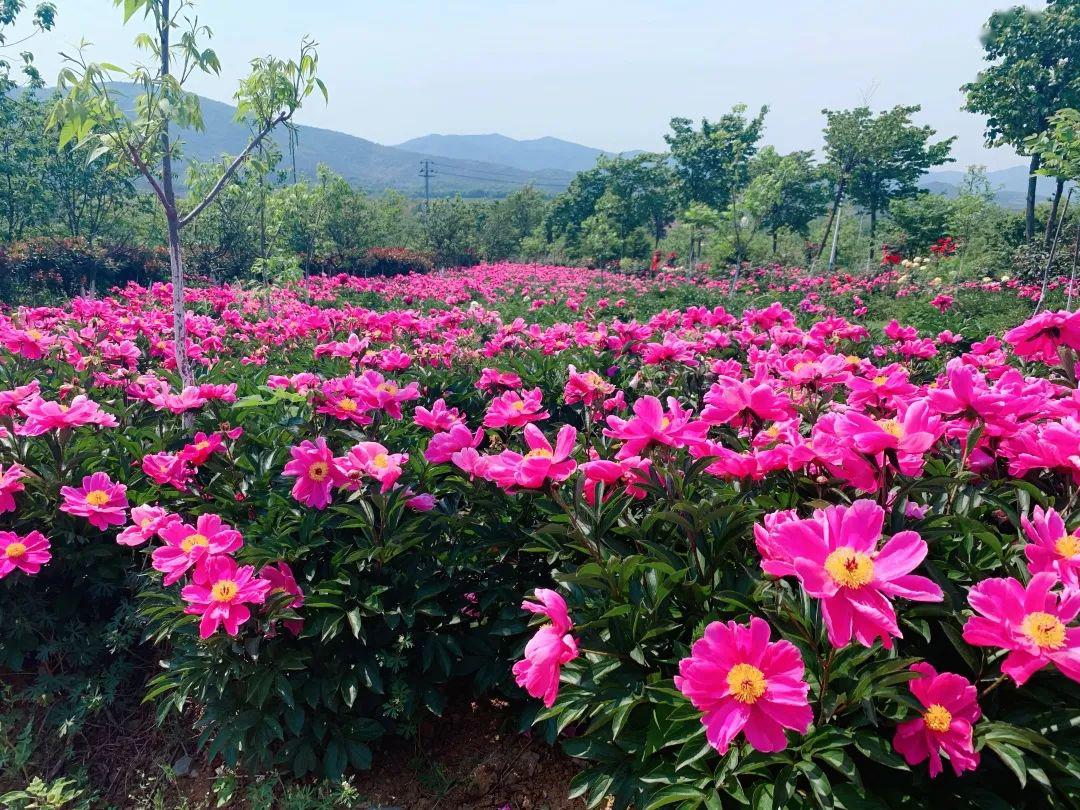 具体地址:宜兴川善公路芙蓉山庄南侧,微信位置搜索"宜兴万阳牡丹产业