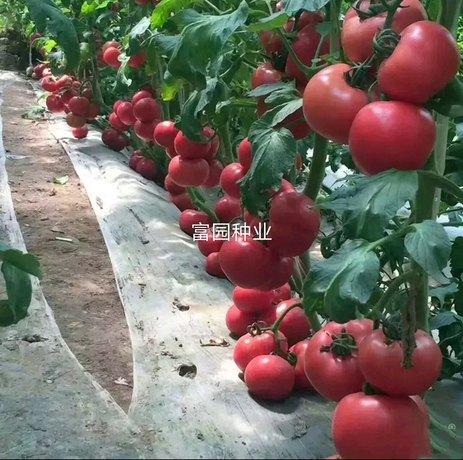 粉旺达番茄种子 越夏耐热抗病毒番茄品种