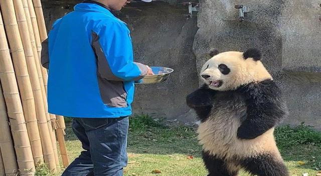 原创如果动物园的大熊猫咬人,那它会被击毙吗?答案:只能哄着护着