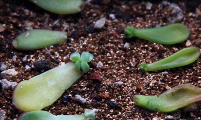 多肉叶插生根后没有发芽怎么办 100644dbaa8a4045b7c0c384b448cb1b.jpeg