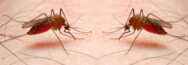 美国将释放数百万只转基因蚊子 将于佛罗里达州和德克萨斯州释放
