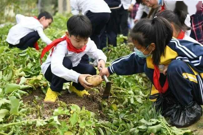 劳动教育让生命更有温度去黎明农场收土豆咯