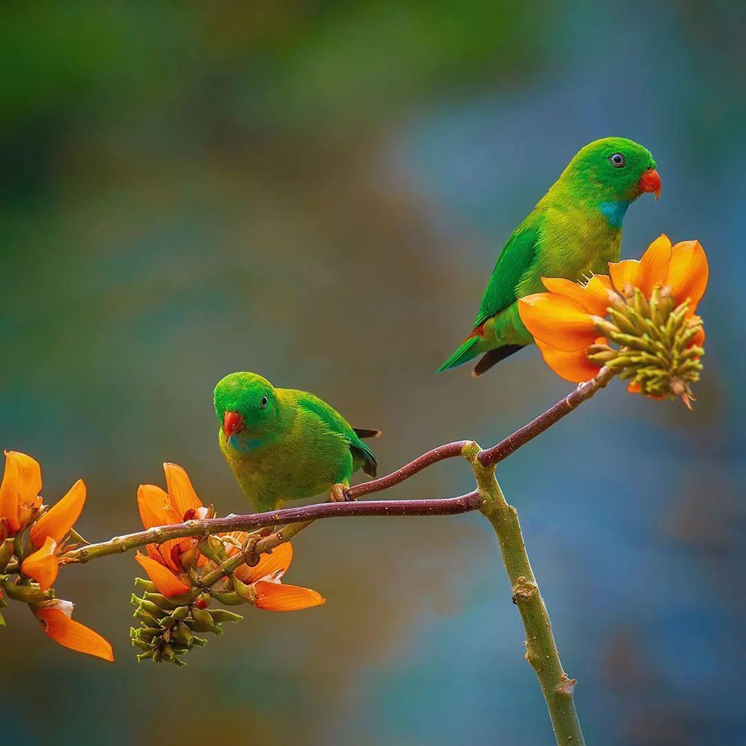 花与鸟的美丽邂逅
