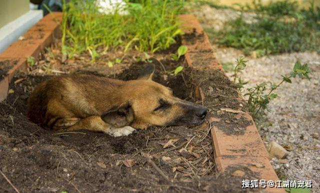 狗为啥一直刨地 2e0021b5c1774317a49a3fce6c53dcd1.jpeg