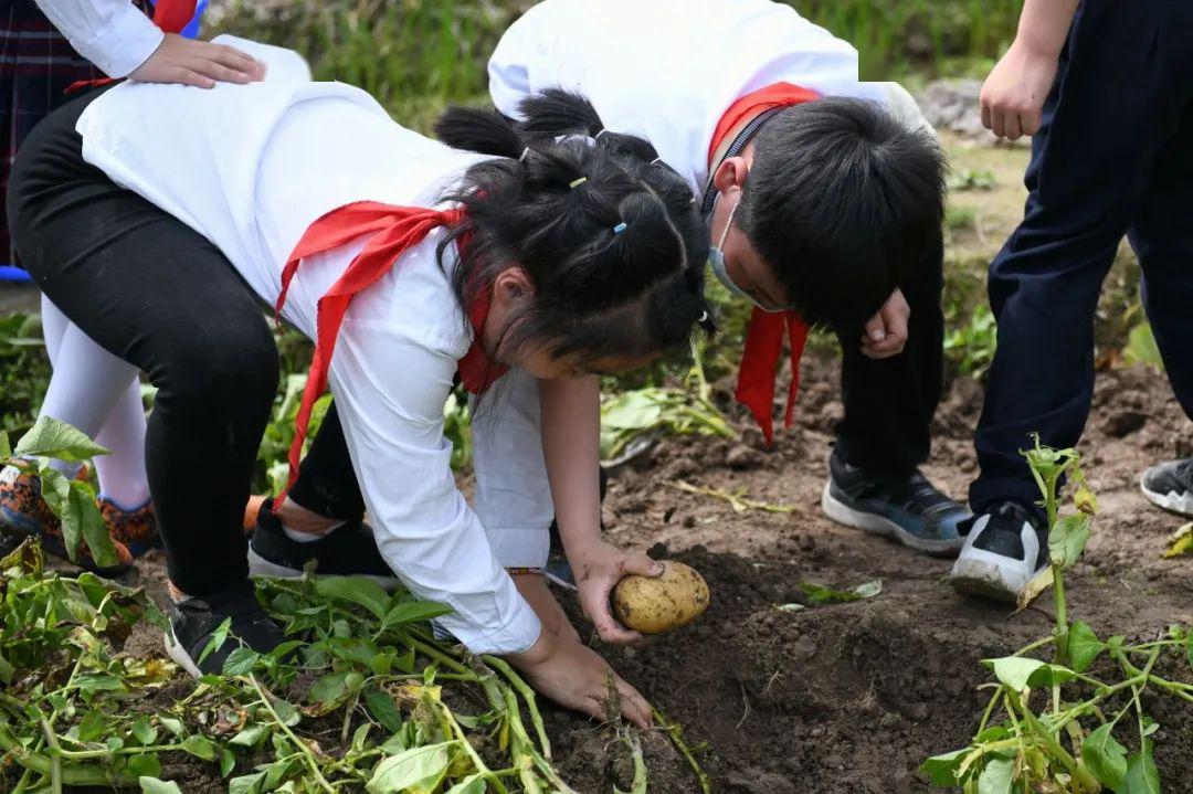 劳动教育让生命更有温度去黎明农场收土豆咯