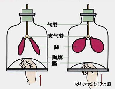 气体交换的原理_呼吸气体的交换 气体交换原理肺通气