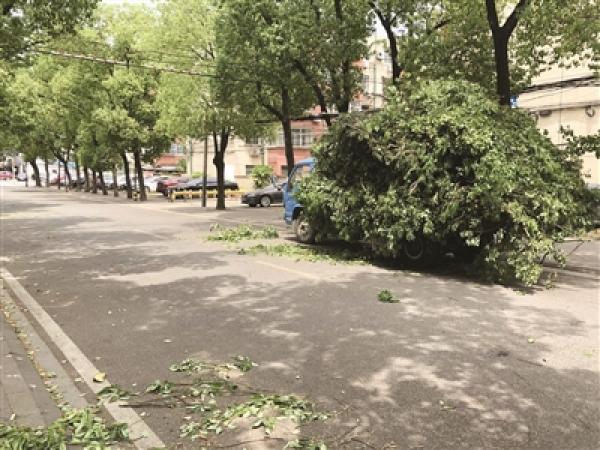 片绿不留?!南京一居民区近千棵大树被“剃光头”