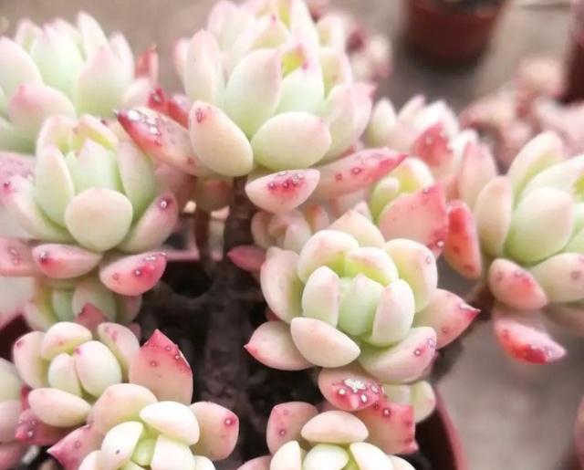 多肉如何快速增肥 36e893e9aeb94795a9f05a7007b37c74.jpeg