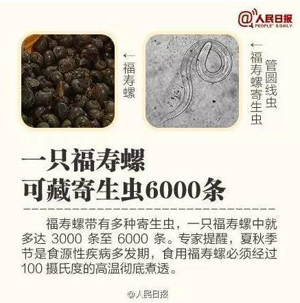 一只福寿螺中含有寄生虫 少的有3000条 多的达6000条