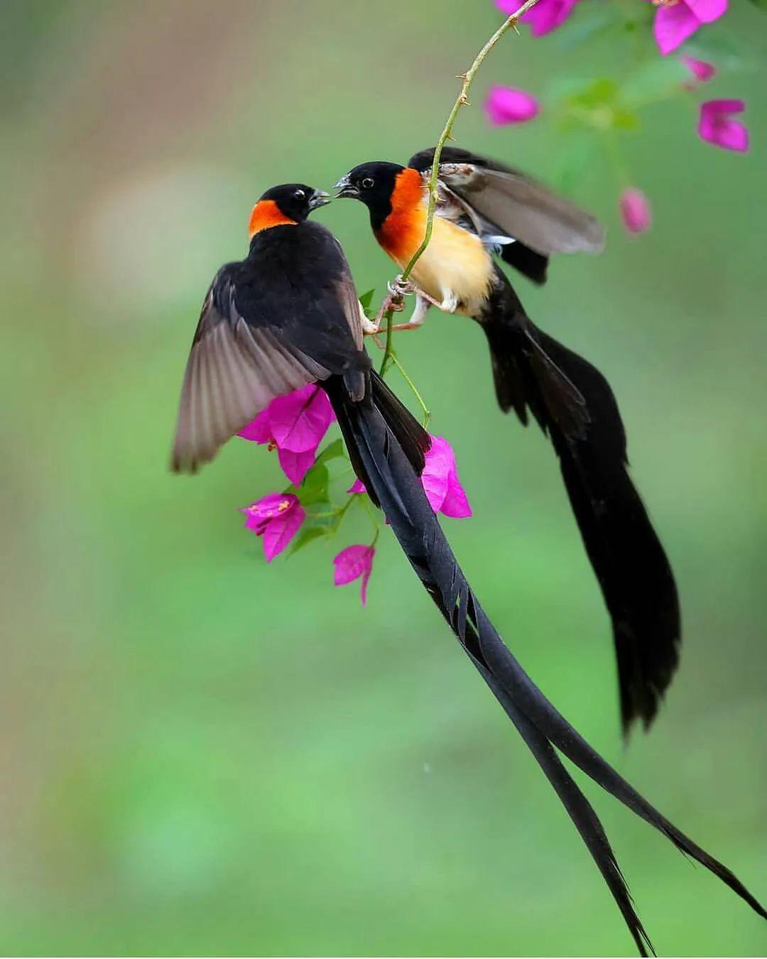 花与鸟的美丽邂逅