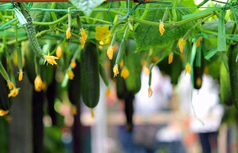 怎么种丝瓜比较结瓜多 3d037c63a046452dab53b44900079cc8.jpeg