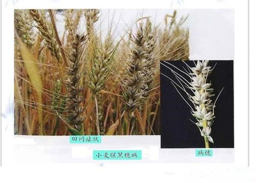 病虫害科普丨小麦网腥黑穗病的危害与防治