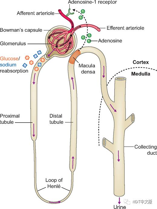 致密斑中钠重吸收导致腺苷释放,腺苷可与入球小动脉中的腺苷 1 受体