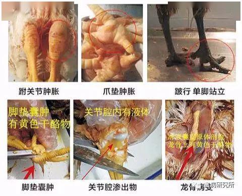 鸡腿部关节肿胀,站不起来?--滑液囊支原体怎么治疗?