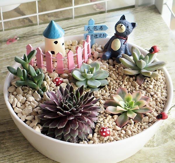 玉缀多肉多久浇一次水合适 518432a15f2247008929ef6a9812e00d.jpeg