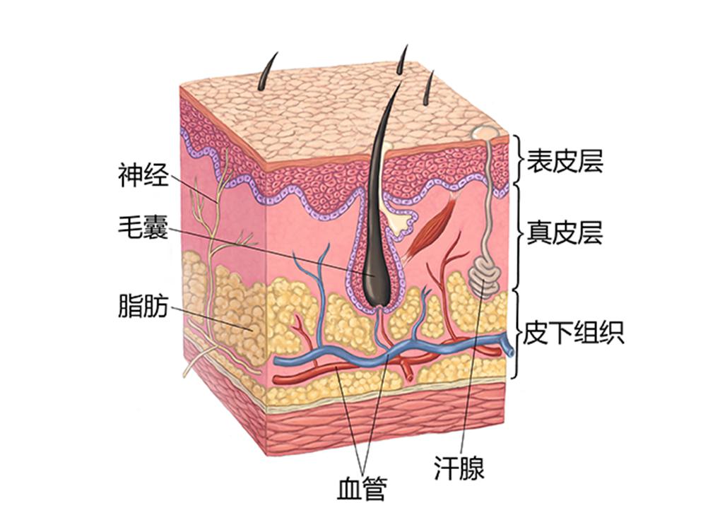 从皮肤构造,谈谈皮肤管理重要性!