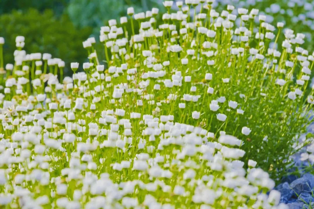 腾讯元老赚钱辞职到安徽隐居,每天对着200亩地发呆