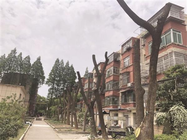 片绿不留?!南京一居民区近千棵大树被“剃光头”