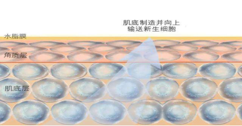 皮肤保护层表面图 5ef81a91dfb345cbb3db5f065d776ebc.png