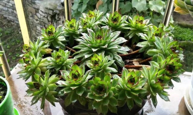 怎么养花才能爆根 64d143817ad943c5a1d17310d8d9a6a4.jpeg