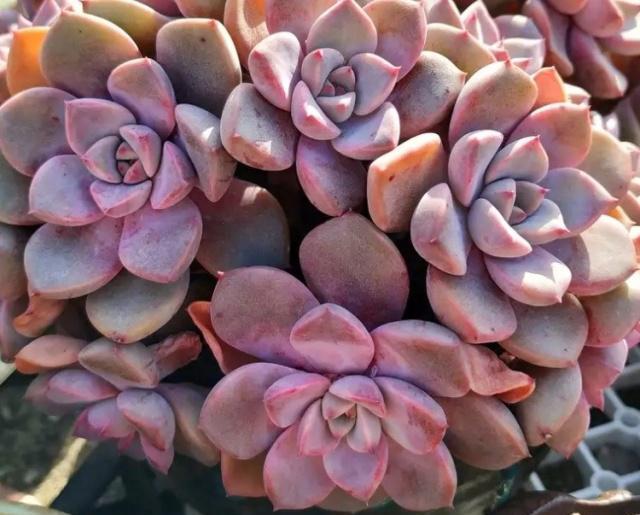 多肉如何快速增肥 65d3556a5a44464ba1dbff473fc2659c.jpeg