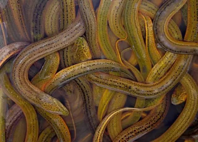 蛇是有灵性的能吃吗 6804f246063b45e1bc6b80bbb522f8b0.jpeg