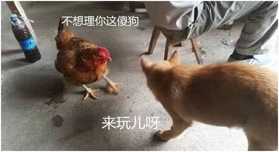 一只鸡一只狗是什么成语_这是什么成语看图