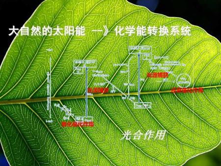 原创人造树叶铜合金激光微结构揭示co2电催化还原的选择模式